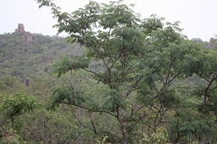 Albizia thompsonii